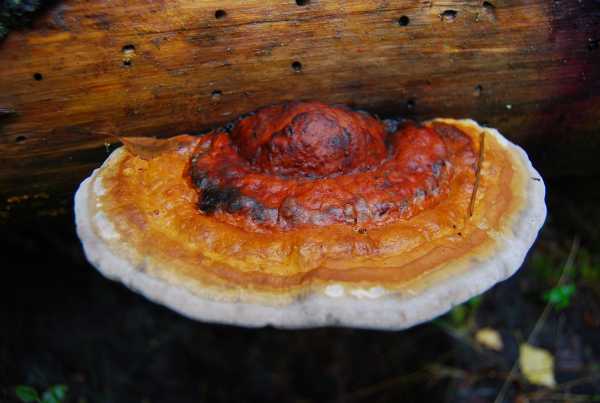 Kantokääpä