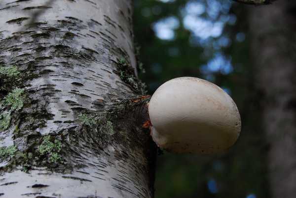 Pökkelökääpä