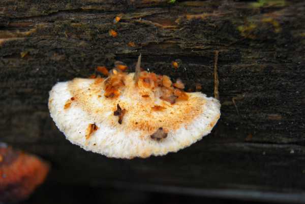 Tahrakääpä