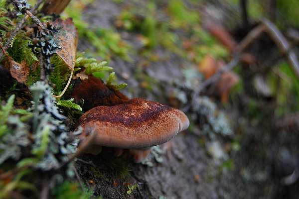Tervakääpä