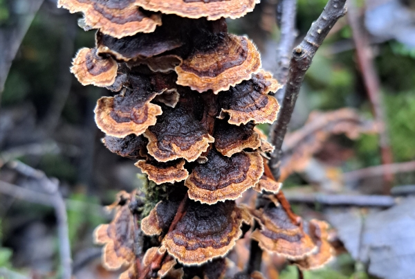 Ruskovuotikka